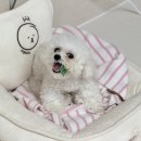 덴탈링크 | 설채현 반려견 덴탈껌 바이레프 허니콤츄 베지 솔직 후기