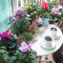 국화호수 이미지