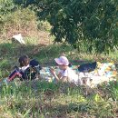 밤산농원 이미지