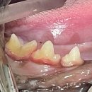 강남예치과동물병원 이미지