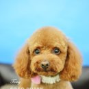 토미펫샵 이미지