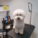 프랑소와펫(압구정점) 네이버블로그