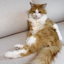 하나동물병원 | 고양이 치아흡수성병변 재발, 수원 레이동물병원 발치 후기(수술 사진 O)