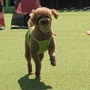 퍼피랜드애견카페 이미지