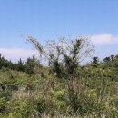 판포초등학교 이미지