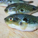 일품 복어 이미지