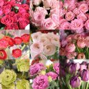 Flower늘봄 이미지