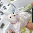 고양이무마취미용 무냥무냥 대구점 이미지