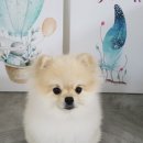 아지발바닥 이미지