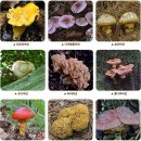 우리나라 사람들이 즐겨먹는 야생 식용버섯 이미지