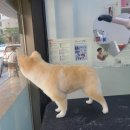 와와리 애견미용 이미지