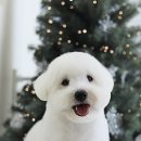 리치봉 | 경기광주고산동애견미용.경기도광주애견미용.리치봉.후기.추천.꼬똥미용.비숑미용