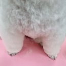 뽀송뽀송강아지미용실 | [전주 송천동] 강아지 버블스파 미용실, 멍스마일