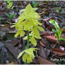 한라수목원 이미지