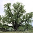 장덕리은행나무 이미지