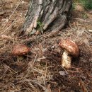 대체의학 : 자연산 송이버섯의 효능 이미지