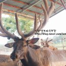 성환엘크사슴농장 이미지