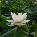 푼다리카 이미지