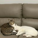 그루밍 호찌 이미지