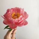 스컬프터 | 미드나잇 무브 | 노드유 | 언노운 플라넷...프롬 | 질 바이 질스튜어트 | 아르마니 뷰티