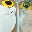 펍스에비뉴