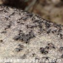 황매산기적길 이미지