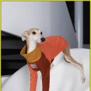 왓두유 이미지