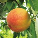 (주)신농민마트 | 살구 효능 알고 나니 손이 안 갈 수가 없네? 요즘 제철 칼로리부터 보관법까지 싹 정리
