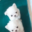 멍이와냥이네 이미지