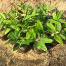 내서읍1171 이미지