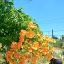 도담셀프주유소 이미지