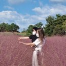 용수리_마을진입로_021 | 고창 가볼만한곳 청농원 핑크뮬리 물결