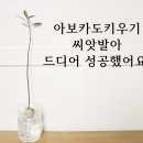 자라는 씨앗-기다림 | 아보카도 키우기 후기 : 아보카도씨앗발아 성공기