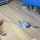 실버스노우