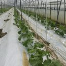 야훼농장 이미지