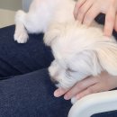 댕댕빌리지 이미지