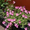 크린토피아 신시가지점 | 미안하시다고 떡보내주신 고객님 : 해운대신도시아파트 전문 롯데부동산