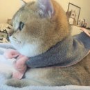 설악칡냉면 네이버블로그