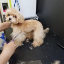 그루밍독스 이미지