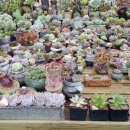 오늘나의정원 이미지