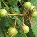 마로니에 이미지