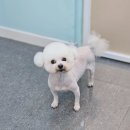 멍보드레 이미지