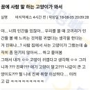 꿈에 사람 말하는 고양이가 와서 이미지