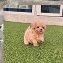거창수지 | 샤르트뢰 수지 고양이보호소 안녕 반가워