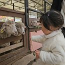 시골아지매영농조합법인 | 용인 아이랑 가볼만한곳 한터농원 한터조랑마농장 동물먹이 농촌체험