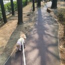 슈나우펫 이미지