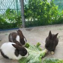 다올농원 이미지