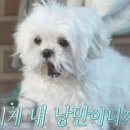 한성막국수 이미지