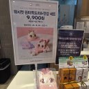 파리바게뜨계산점 | 파리바게뜨 케이크 추천｜더피 케이크 실물 후기 + 위시캣 목도리 장갑 이벤트