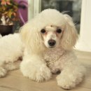 슈슈퍼피 이미지